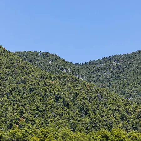Forest View Skopelos Neo Klima